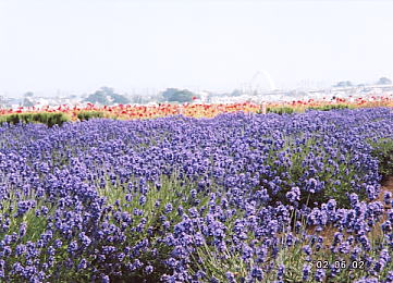 ���āA�����͉����ł��傤���H�q���g�͉����Ɍ�����i�F�ł��B